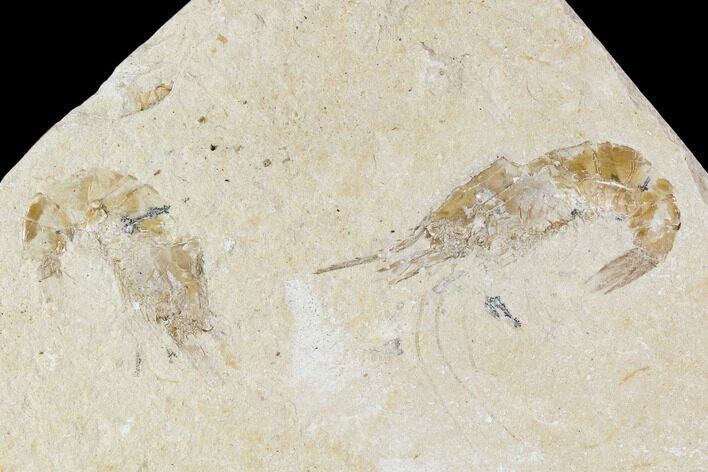 Two Cretaceous Fossil Shrimp Plate - Lebanon #107662